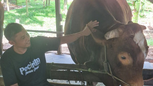 Jambi Pun Menyambut Sapi Kurban Presiden, Semua dari Peternak Lokal